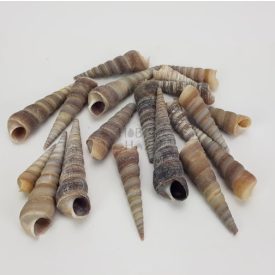 Hegyes szürke csiga 5-7cm 10dkg/csomag