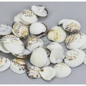 Cirmos fehér kagyló 2,5-3,5cm 10dkg/csomag