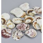 "Shell" kagyló 3-4cm 10dkg/csomag