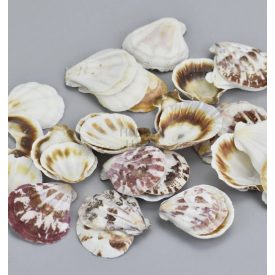 "Shell" kagyló 3-4cm 10dkg/csomag