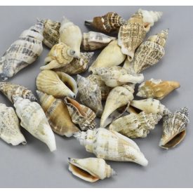 Vegyes csigák 4-6cm 10dkg/csomag