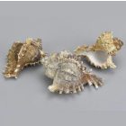 Fésűscsiga 6-10cm 3db/csomag