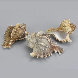 Fésűscsiga 6-10cm 3db/csomag