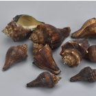 Barna csiga 4,5-7cm 10dkg/csomag
