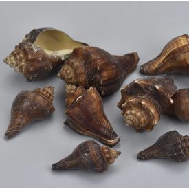 Barna csiga 4,5-7cm 10dkg/csomag