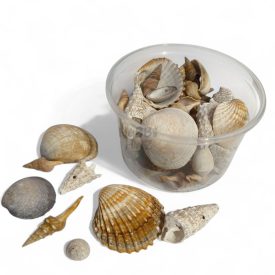 TERMÉSZETES CSIGAHÁZ, KAGYLÓ ÉS TÖRMELÉK - 300ML